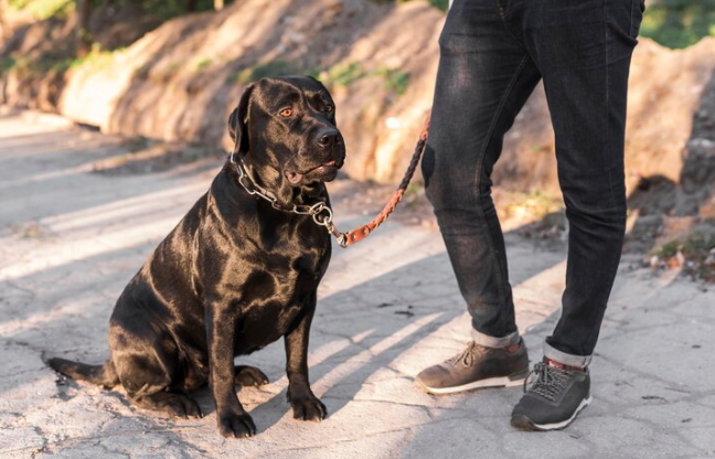 How to Choose the Perfect Leash for Your Dog: A Comprehensive Guide